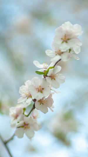 Delicate Plum Blossoms Closeup Wallpaper