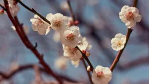 Delicate Plum Blossoms Wallpaper
