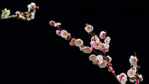 Delicate Plum Blossoms Wallpaper