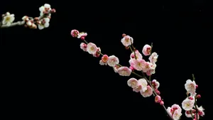 Delicate Plum Blossoms Wallpaper