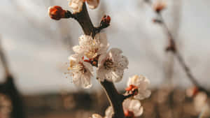 Delicate Plum Blossoms Wallpaper