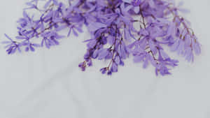 Delicate Purple Floral Branches Wallpaper