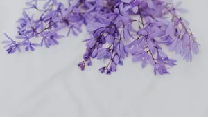 Delicate Purple Floral Branches Wallpaper