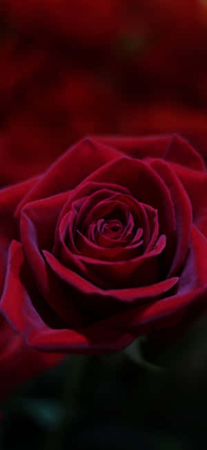 Delicate Red Rose With Scattered Petals Wallpaper