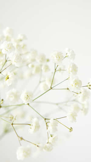 Delicate White Baby's Breath Flowers Wallpaper