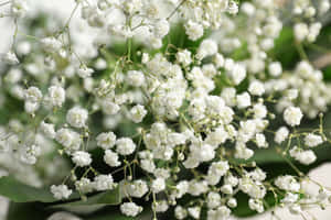 Delicate White Baby's Breath Flowers Wallpaper