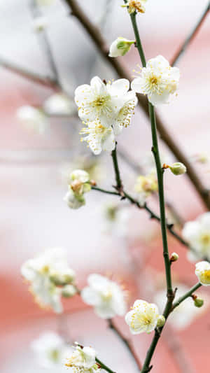 Delicate White Plum Blossoms Wallpaper