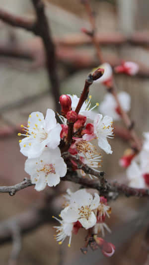 Delicate White Plum Blossoms Wallpaper