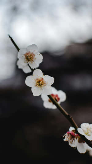 Delicate White Plum Blossoms Wallpaper
