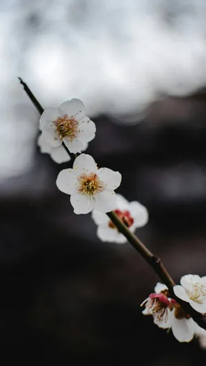 Delicate White Plum Blossoms Wallpaper