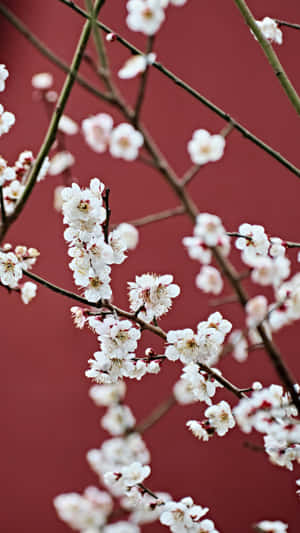 Delicate White Plum Blossoms Wallpaper
