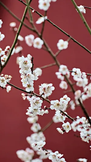 Delicate White Plum Blossoms Wallpaper