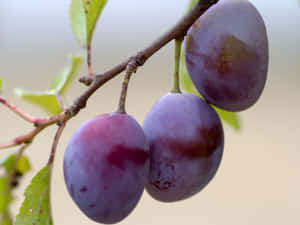 Delicious And Vitamin-filled Purple Plums