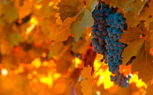 Delicious Autumn Bounty On A Rustic Table Wallpaper