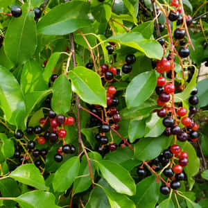 Delicious Black Cherries - Full Of Sweet Antioxidant-rich Flavour Wallpaper