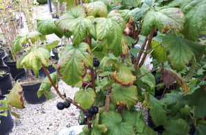 Delicious Black Currant Berries Wallpaper