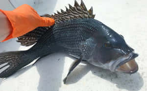 Delicious Black Sea Bass Caught Fresh Wallpaper