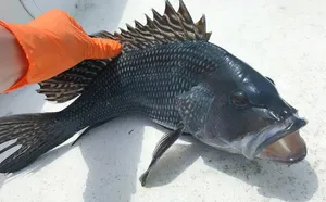 Delicious Black Sea Bass Caught Fresh Wallpaper