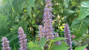 Delicious Purple Licorice On Display Wallpaper