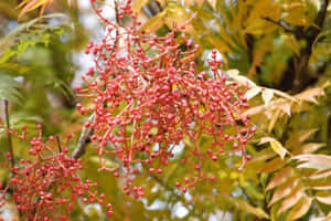 Delicious Red Fruit Display Wallpaper