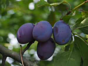 Delicious Ripe Purple Plums Wallpaper