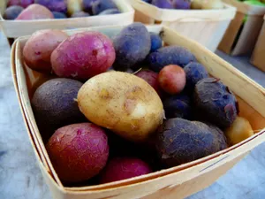 Deliciously Fresh Purple Potatoes - Perfect For Hearty Meals. Wallpaper