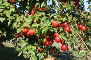 Deliciously Juicy Purple Plums Wallpaper