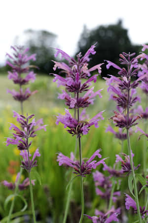 Deliciously Sweet Purple Licorice Wallpaper