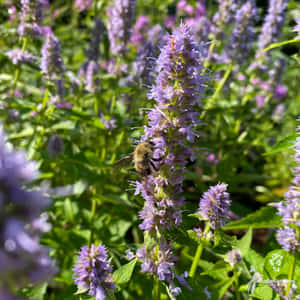 Deliciously Sweet Purple Licorice Wallpaper