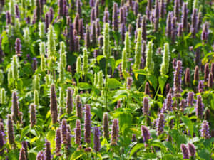 Deliciously Sweet Purple Licorice. Wallpaper