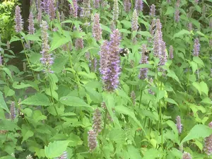 Deliciously Sweet Purple Licorice Treat Wallpaper
