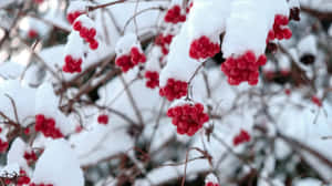 Delightful Array Of Fresh Winter Fruits Wallpaper