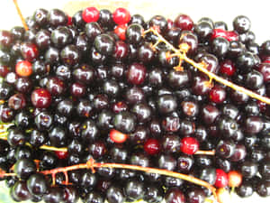 Delightful Black Cherry Wallpaper