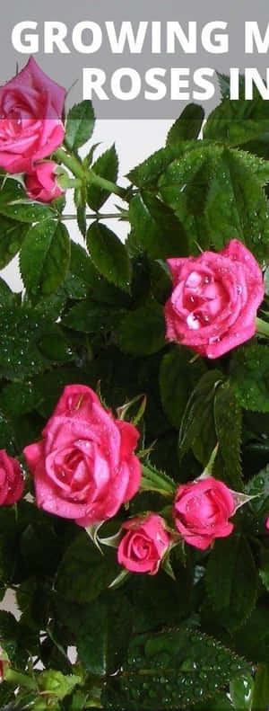 Delightful Blooms Of Miniature Roses Wallpaper