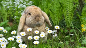 Delightful Easter Decorations With An Easter Bunny Wallpaper