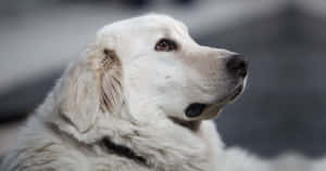 Delightful Fluffy Dog Enjoying Nature Wallpaper