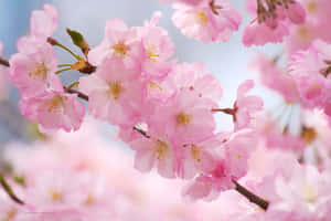 Delightful Pink Cherry Blossoms Against A Pale Yellow Sky Wallpaper