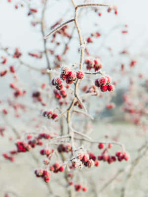 Delightful Pink Peppercorns On A Wooden Spoon Wallpaper