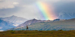 Denali With Rainbow Wallpaper