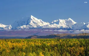 Denali Yellow And Green Trees Wallpaper
