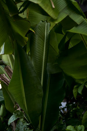 Dense Banana Leaves In Forest Wallpaper