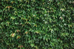 Dense Ivy Wall Texture Wallpaper