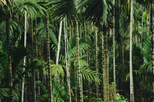 Dense_ Tropical_ Jungle_ Foliage.jpg Wallpaper