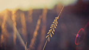 Depth Effect In Nature Wallpaper