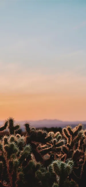 Desert Cactus Sunset Silhouette.jpg Wallpaper