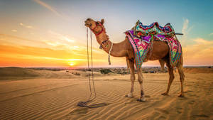 Desert Camel Photography Wallpaper