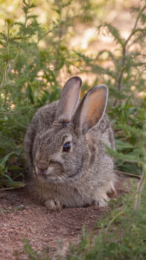 Desert Cottontailin Habitat.jpg Wallpaper