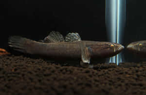 Desert Dawn Break Wallpaper