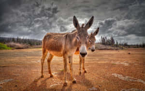 Desert Donkeys Under Stormy Skies Wallpaper