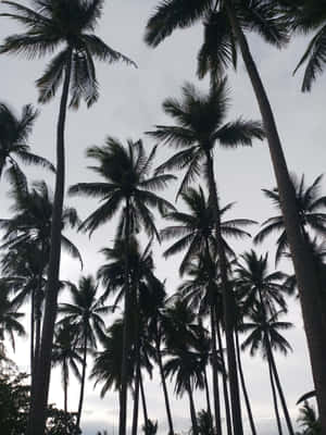 Desert Haven With A Stunning Black And White Backdrop Wallpaper